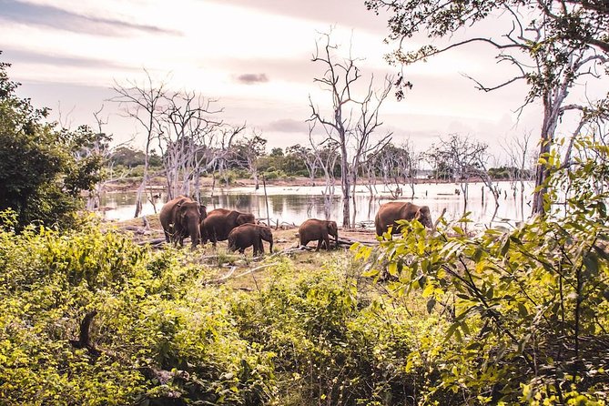 Yala Full Day Safari with Picnic Lunch - Private & All Inclusive - Lunch, water, and the missing breakfast