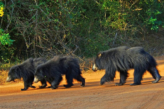 Yala Full Day Safari with Picnic Lunch - Private & All Inclusive - Who will enjoy this safari most