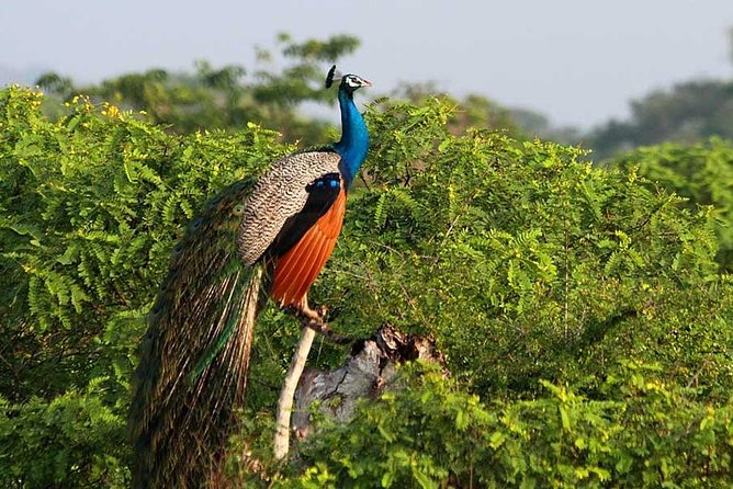 Yala Full Day Safari with Picnic Lunch - Private & All Inclusive - Timing, weather, and cancellation rules