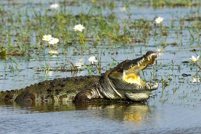 Yala National Park Full-Day Jeep Safari with Lunch - The real tradeoff: Colombo to Yala in one day