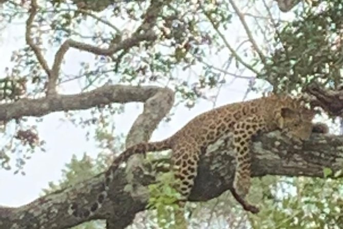 Yala National Park Full-Day Jeep Safari with Lunch - Pickup from Colombo, Negombo, or your chosen location