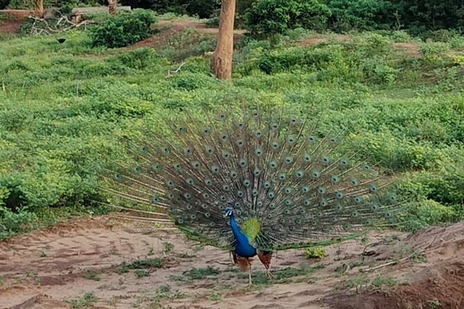 Yala National Park Full-Day Jeep Safari with Lunch - What the licensed guide adds