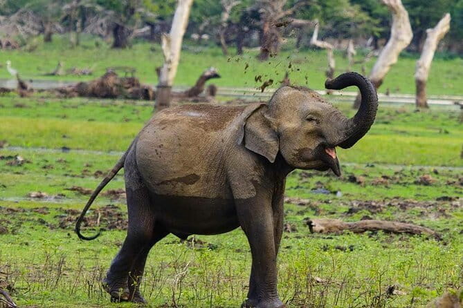 Yala National Park Private Jeep Safari From Colombo & Negombo - The real shape of this Colombo to Yala day trip