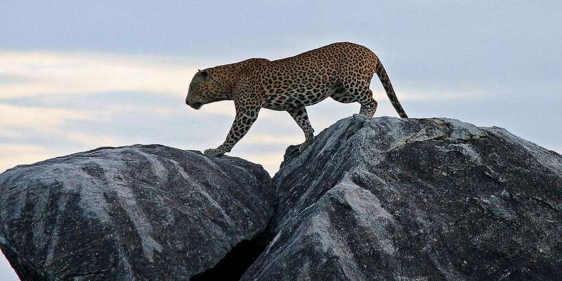 Yala Safari All-Inclusive Package with Convenient Pick Up - Morning or evening safari timing