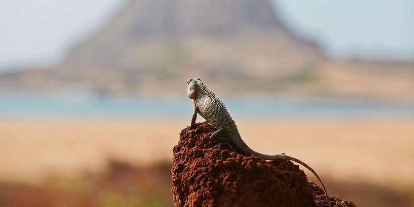 Yala Safari All-Inclusive Package with Convenient Pick Up - Is $144 good value for this Yala safari?