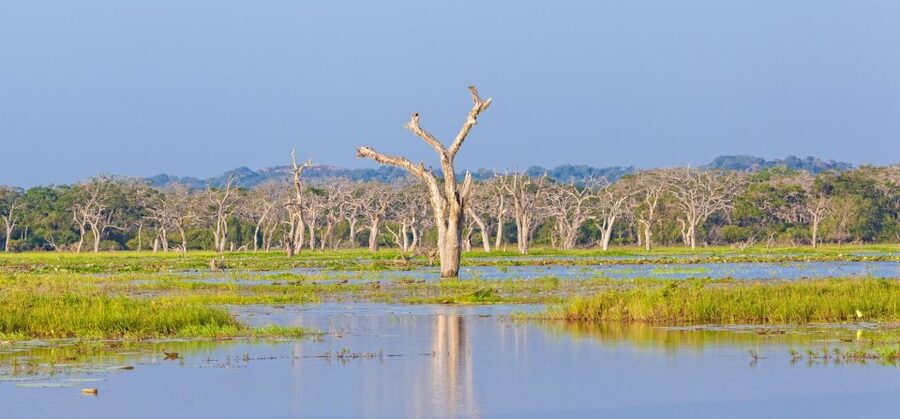 Yala Safari All-Inclusive Package with Convenient Pick Up - The guide and the quality of the safari